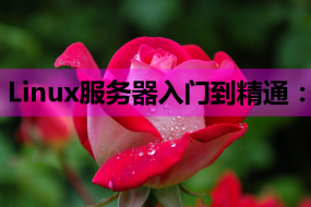 Linux服务器入门到精通:一篇就够的全方位教程